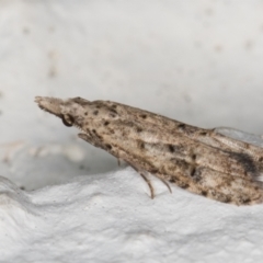 Carposina undescribed species (A Fruitworm moth (Family Carposinidae)) at Melba, ACT - 7 Jan 2022 by kasiaaus