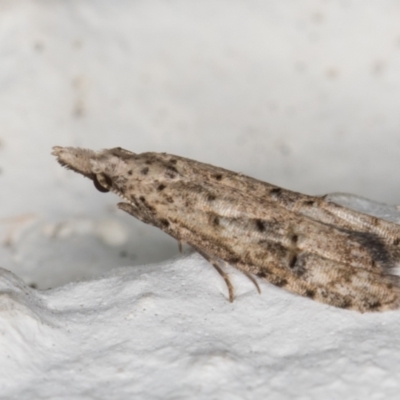 Carposina undescribed species (A Fruitworm moth (Family Carposinidae)) at Melba, ACT - 7 Jan 2022 by kasiaaus