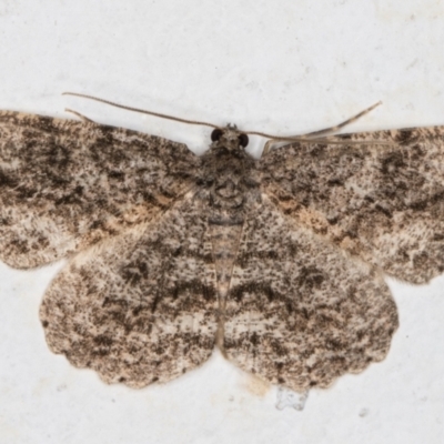 Ectropis fractaria (Ringed Bark Moth) at Melba, ACT - 7 Jan 2022 by kasiaaus