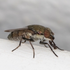 Stomorhina sp. (genus) at Melba, ACT - 8 Jan 2022 12:11 AM