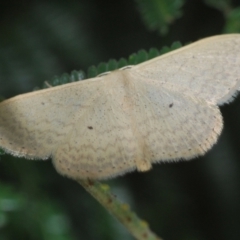 Scopula optivata (Varied Wave) at Weetangera, ACT - 9 Mar 2022 by Harrisi