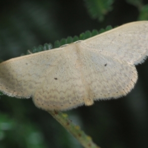 Scopula optivata at Weetangera, ACT - 9 Mar 2022 05:56 PM