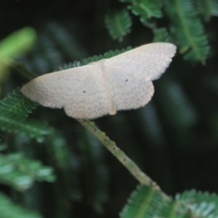 Scopula optivata at Weetangera, ACT - 9 Mar 2022 05:56 PM