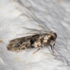 Ardozyga macroplaca (A Gelechioid moth) at Melba, ACT - 8 Jan 2022 by kasiaaus