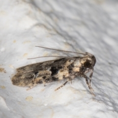 Ardozyga macroplaca (A Gelechioid moth) at Melba, ACT - 7 Jan 2022 by kasiaaus