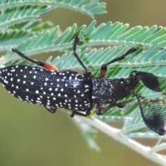 Rhipicera (Agathorhipis) femorata (Feather-horned beetle) at The Pinnacle - 9 Mar 2022 by Harrisi