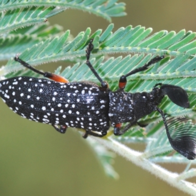 Rhipicera femorata (Feather-horned beetle) at Weetangera, ACT - 9 Mar 2022 by Harrisi