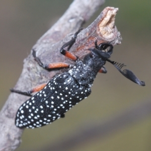 Rhipicera (Agathorhipis) femorata at Weetangera, ACT - 9 Mar 2022 05:35 PM