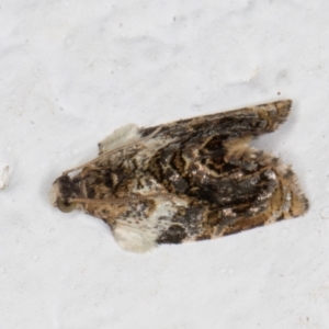 Acroceuthes metaxanthana at Melba, ACT - 8 Jan 2022 12:18 AM