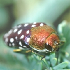 Diphucrania leucosticta (White-flecked acacia jewel beetle) at The Pinnacle - 9 Mar 2022 by Harrisi