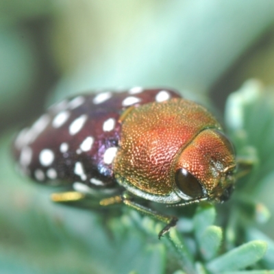 Diphucrania leucosticta (White-flecked acacia jewel beetle) at Weetangera, ACT - 9 Mar 2022 by Harrisi