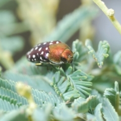 Diphucrania leucosticta at Weetangera, ACT - 9 Mar 2022