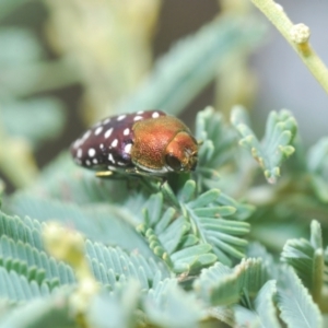 Diphucrania leucosticta at Weetangera, ACT - 9 Mar 2022