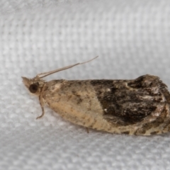 Acroceuthes metaxanthana at Melba, ACT - 8 Jan 2022 10:51 PM