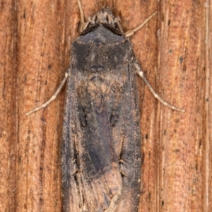 Agrotis ipsilon at Melba, ACT - 8 Jan 2022