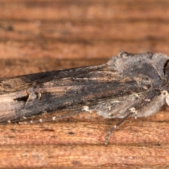 Agrotis ipsilon at Melba, ACT - 8 Jan 2022