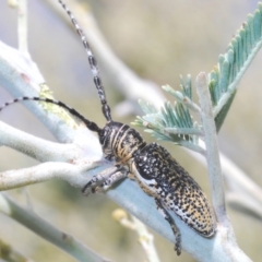 Rhytiphora albocincta (Longhorn beetle) at The Pinnacle - 9 Mar 2022 by Harrisi