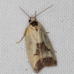 Ageletha hemiteles (Webbing Moth (Wingia group)) at Melba, ACT - 8 Jan 2022 by kasiaaus
