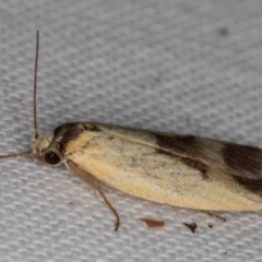 Ageletha hemiteles at Melba, ACT - 8 Jan 2022 10:43 PM