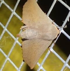 Monoctenia smerintharia (Dark Leaf Moth) at Jerrabomberra, NSW - 9 Mar 2022 by SteveBorkowskis