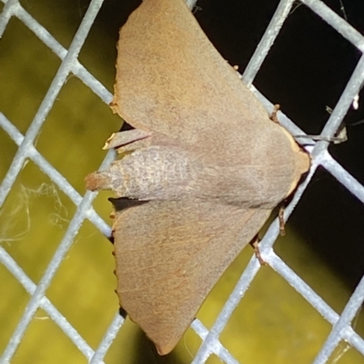 Monoctenia smerintharia (Dark Leaf Moth) at QPRC LGA - 9 Mar 2022 by Steve_Bok