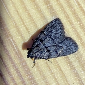 Stericta carbonalis at Jerrabomberra, NSW - suppressed