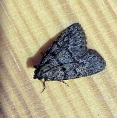 Stericta carbonalis at Jerrabomberra, NSW - 9 Mar 2022