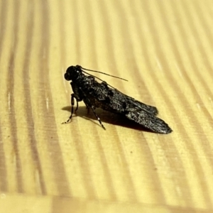 Stericta carbonalis at Jerrabomberra, NSW - suppressed