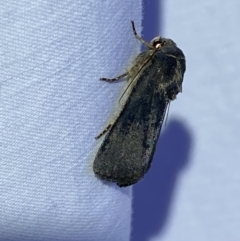 Proteuxoa sp. (21) (MoV, Part 9) (A Noctuid moth (Acronictinae)) at Jerrabomberra, NSW - 9 Mar 2022 by SteveBorkowskis