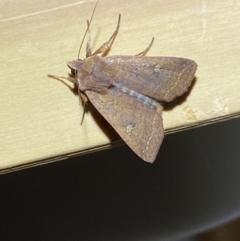 Diarsia intermixta (Chevron Cutworm, Orange Peel Moth.) at Jerrabomberra, NSW - 9 Mar 2022 by Steve_Bok