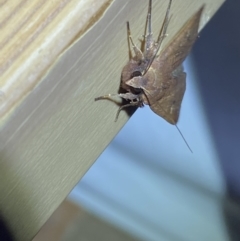 Diarsia intermixta at Jerrabomberra, NSW - 9 Mar 2022