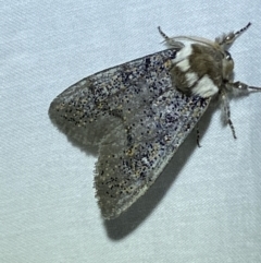 Oenosandra boisduvalii (Boisduval's Autumn Moth) at QPRC LGA - 9 Mar 2022 by Steve_Bok