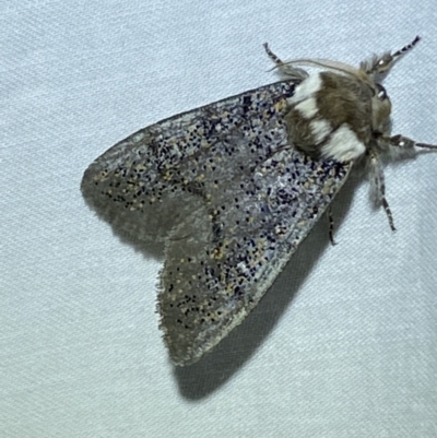 Oenosandra boisduvalii (Boisduval's Autumn Moth) at Jerrabomberra, NSW - 9 Mar 2022 by Steve_Bok