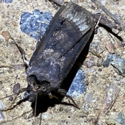 Agrotis ipsilon (Agrotis ipsilon) at QPRC LGA - 9 Mar 2022 by Steve_Bok