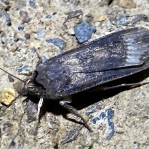 Agrotis ipsilon at Jerrabomberra, NSW - 9 Mar 2022