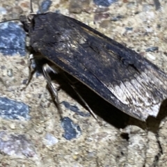 Agrotis ipsilon at Jerrabomberra, NSW - suppressed