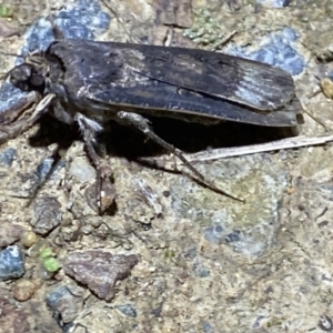 Agrotis ipsilon at Jerrabomberra, NSW - 9 Mar 2022