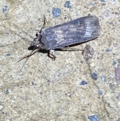 Agrotis ipsilon at Jerrabomberra, NSW - 9 Mar 2022