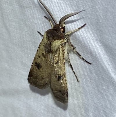 Agrotis porphyricollis (Variable Cutworm) at Jerrabomberra, NSW - 9 Mar 2022 by Steve_Bok