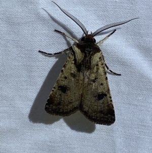 Agrotis porphyricollis at Jerrabomberra, NSW - 9 Mar 2022