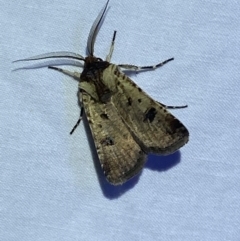 Agrotis porphyricollis at Jerrabomberra, NSW - 9 Mar 2022