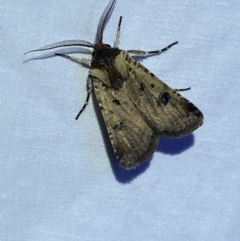 Agrotis porphyricollis at Jerrabomberra, NSW - 9 Mar 2022