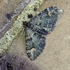 Chloroclystis filata (Filata Moth, Australian Pug Moth) at Jerrabomberra, NSW - 9 Mar 2022 by SteveBorkowskis