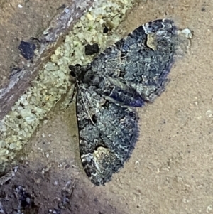 Chloroclystis filata at Jerrabomberra, NSW - 9 Mar 2022