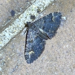 Chloroclystis filata at Jerrabomberra, NSW - suppressed