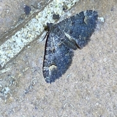 Chloroclystis filata at Jerrabomberra, NSW - suppressed