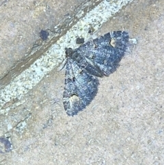 Chloroclystis filata at Jerrabomberra, NSW - 9 Mar 2022