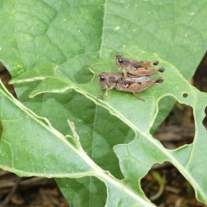 Phaulacridium vittatum at Belconnen, ACT - 6 Mar 2022