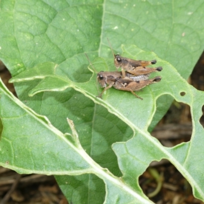 Phaulacridium vittatum (Wingless Grasshopper) at Emu Creek - 6 Mar 2022 by JohnGiacon