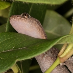 Christinus marmoratus (Southern Marbled Gecko) at Melba, ACT - 8 Jan 2022 by kasiaaus